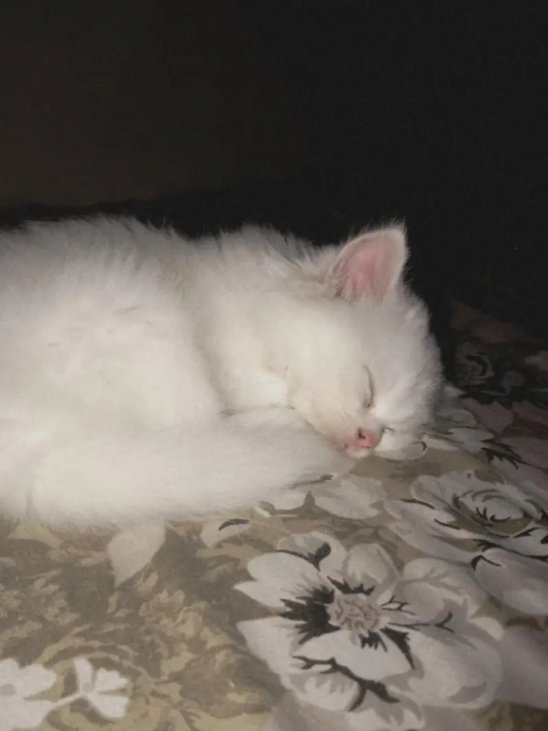 Persian Cat for sale with all accessories. — photo 3