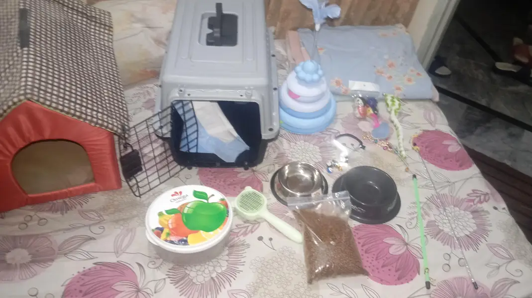Persian Cat for sale with all accessories. — photo 5