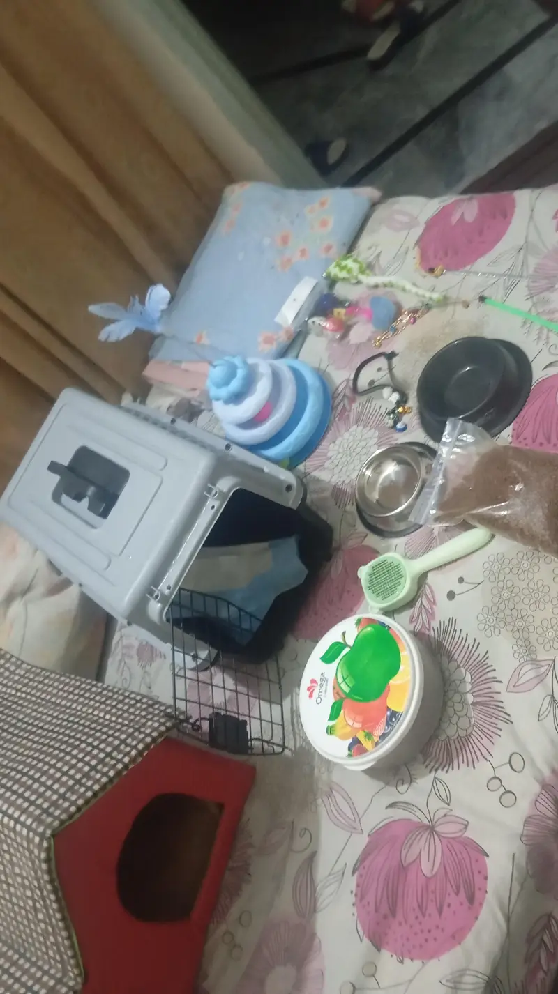 Persian Cat for sale with all accessories. — photo 6
