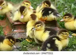 duck chicks sale 03009669469 — photo 4