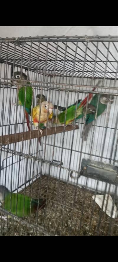 conure females
