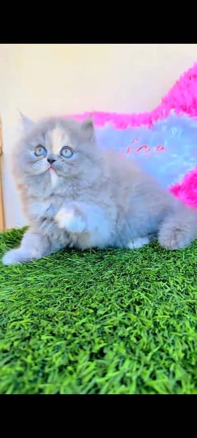Quality Persian Punchface cat & kitten. moreWhatsApp 03265642090