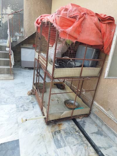 2 story cage