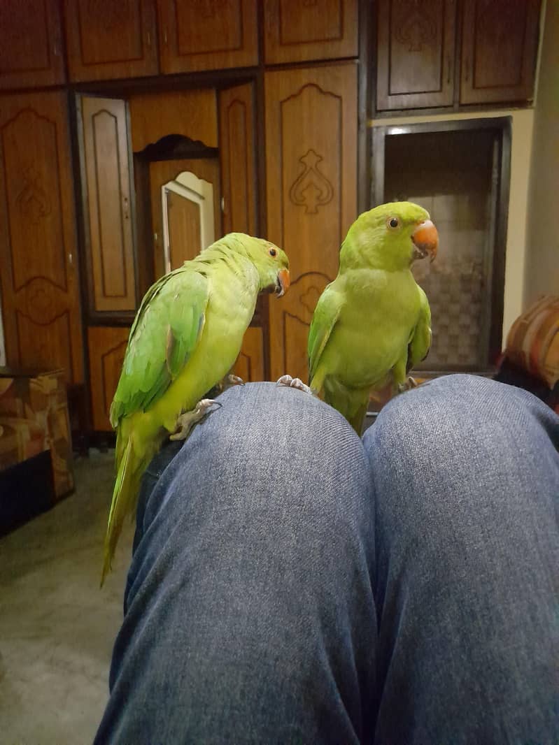 میٹھو بیبی 7 مہینے عمر ہیں 0