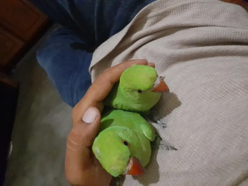 میٹھو بیبی 7 مہینے عمر ہیں — photo 2