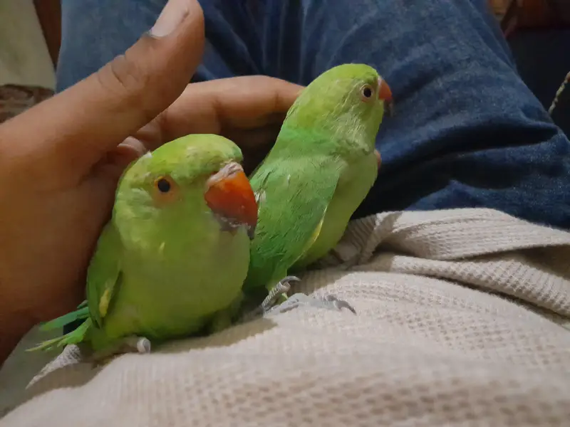 میٹھو بیبی 7 مہینے عمر ہیں — photo 3