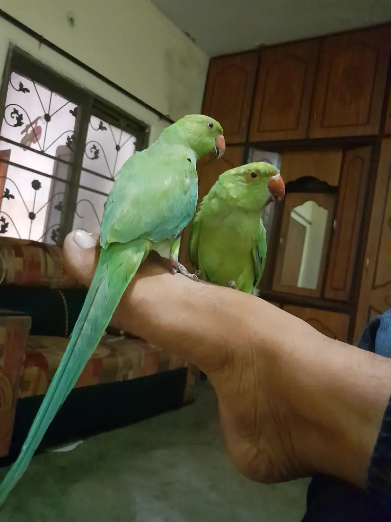 میٹھو بیبی 7 مہینے عمر ہیں — photo 5