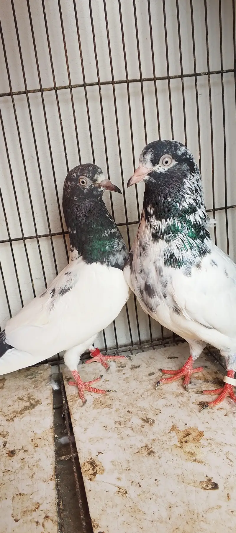 beadon road Lahore 03004905031 call Whatsapp — photo 6