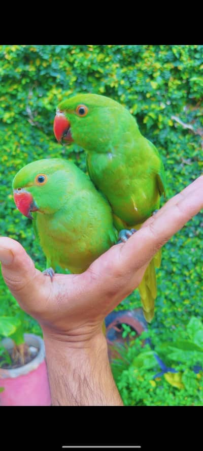 green  ring nick hand time pair