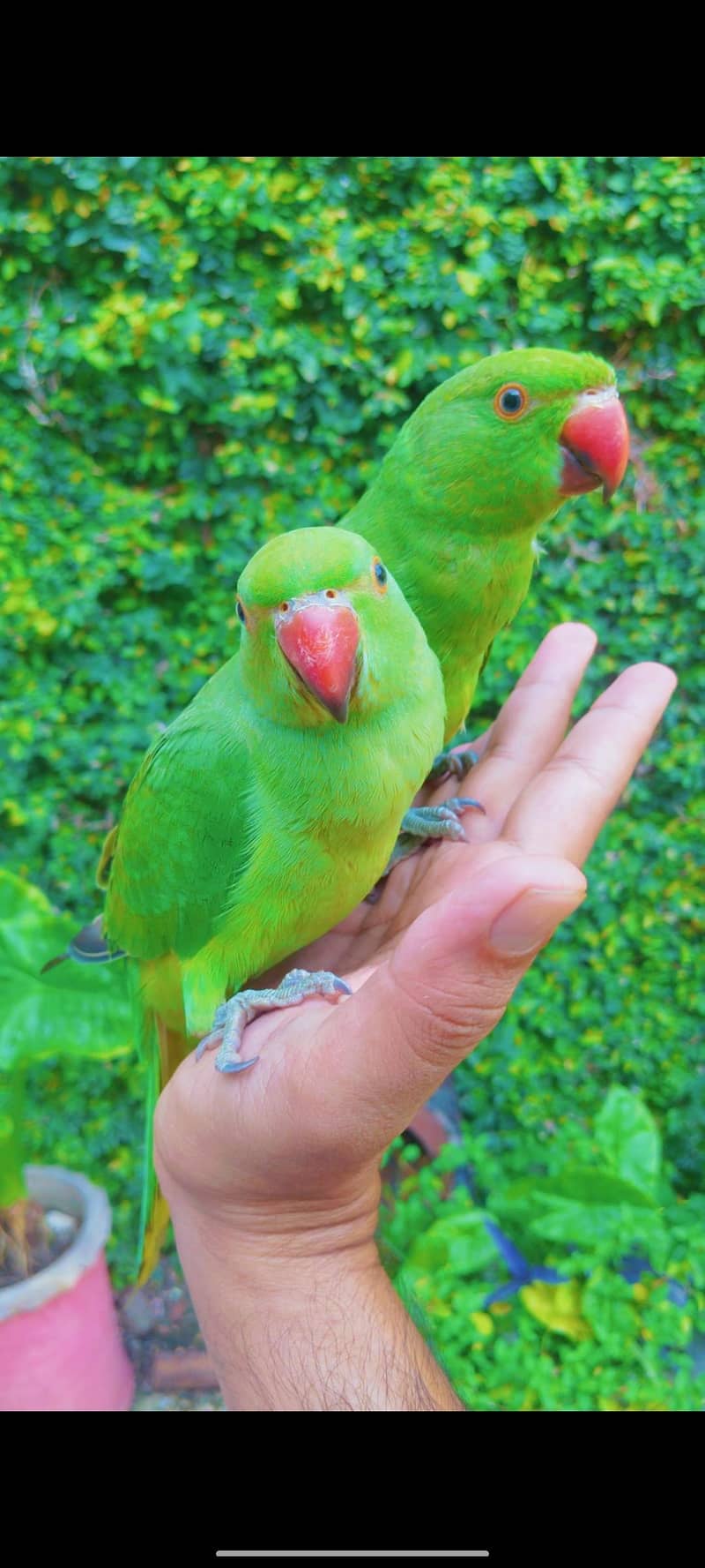 green  ring nick hand time pair 1