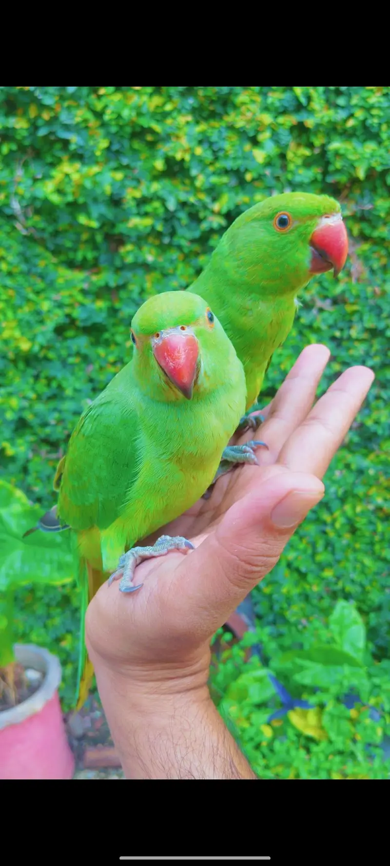 green  ring nick hand time pair — photo 2