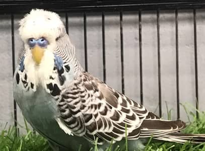Under Exi, Rainbow , TCB, Lovebirds, Rozokoli,