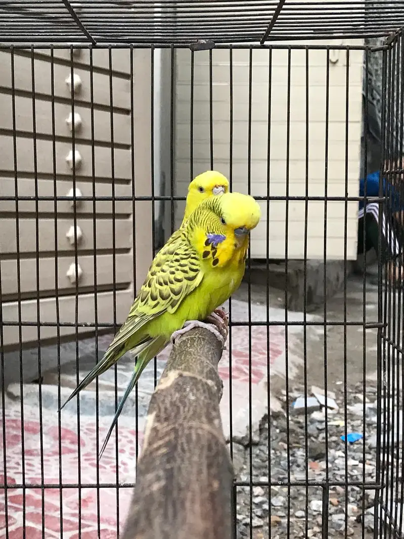 Under Exi, Rainbow , TCB, Lovebirds, Rozokoli, — photo 9