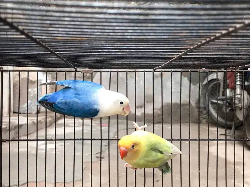 Under Exi, Rainbow , TCB, Lovebirds, Rozokoli, — photo 10