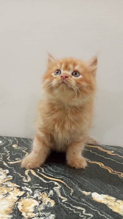 Persian kittens for sale
