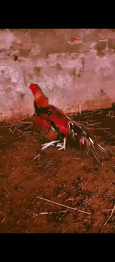 Aseel mianwali murga forsale