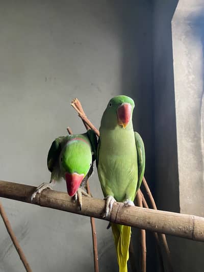 Alexander pair raw Parrot