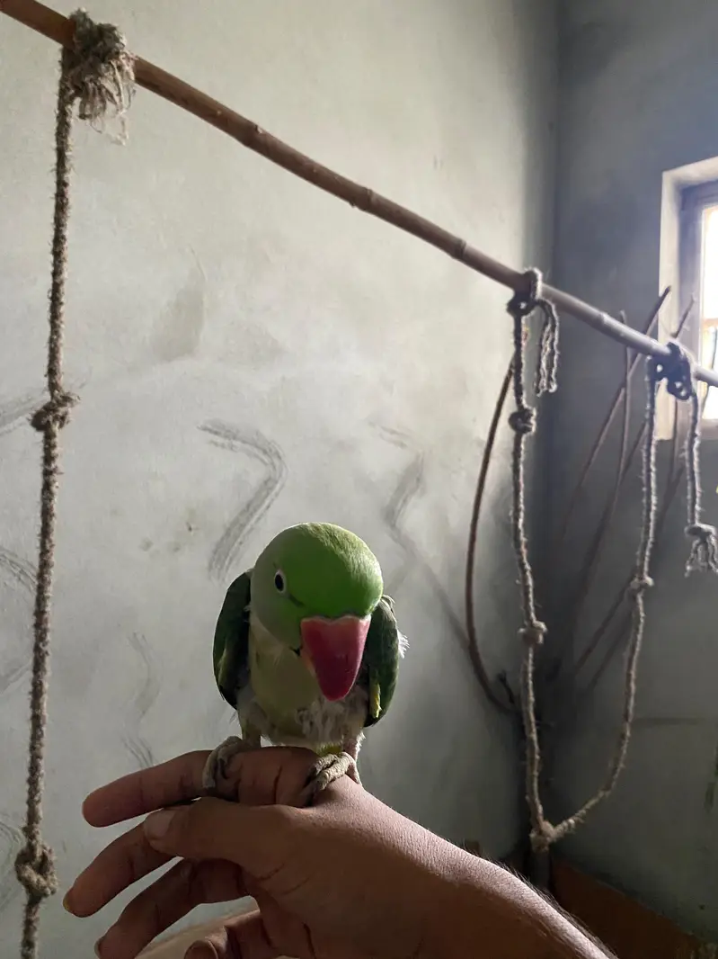 Alexander pair raw Parrot — photo 2