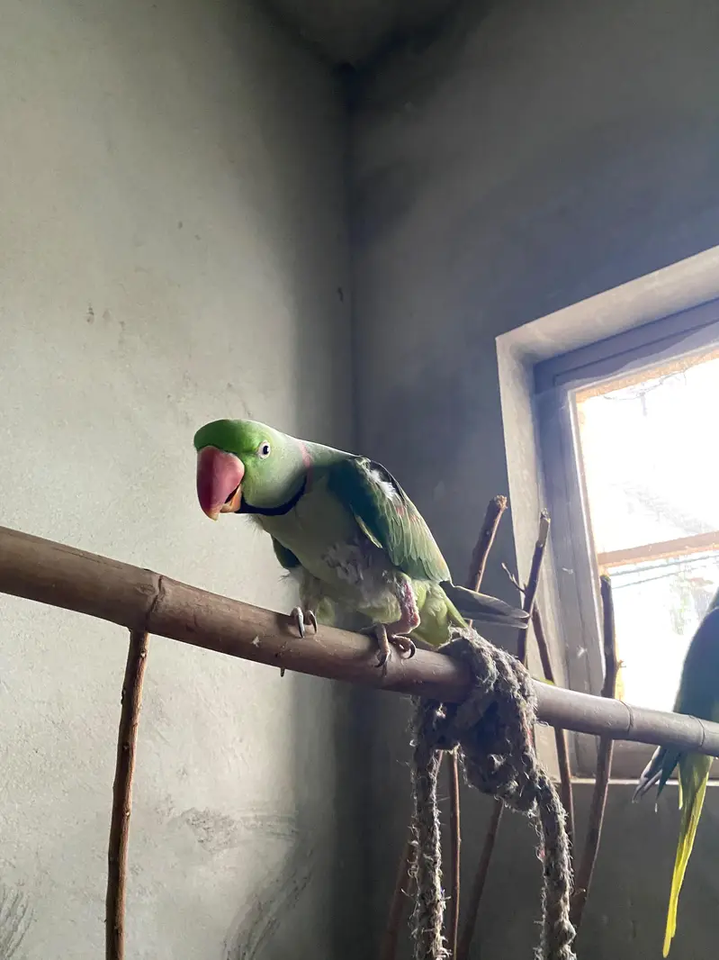 Alexander pair raw Parrot — photo 3