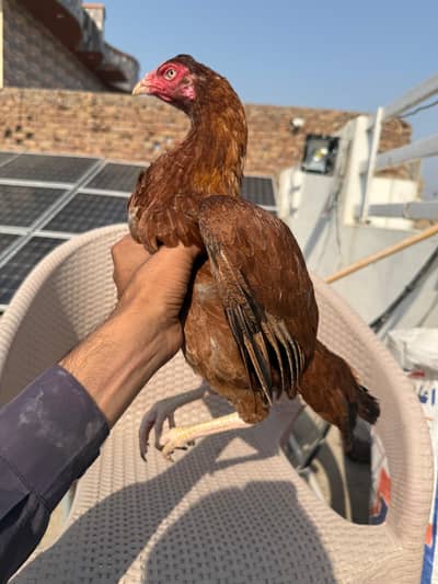 pele murgi for sale. activeand  healthy