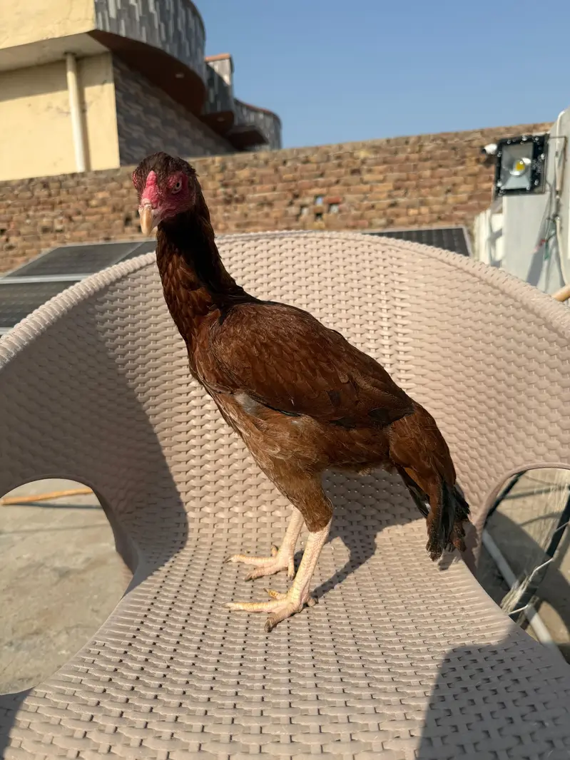 pele murgi for sale. activeand  healthy — photo 2