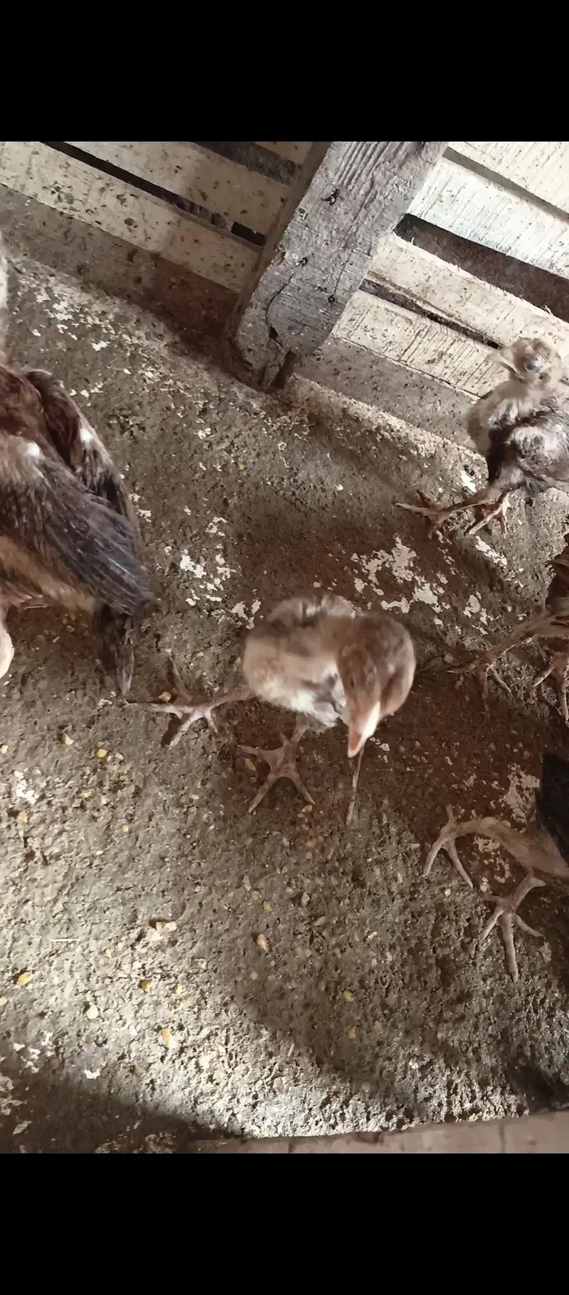 Mianwali bloodline chiks — photo 2