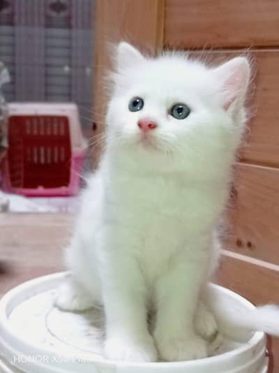 Persian Kitten Pair