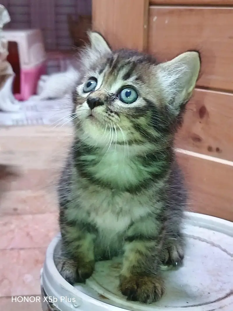 Persian Kitten Pair — photo 2