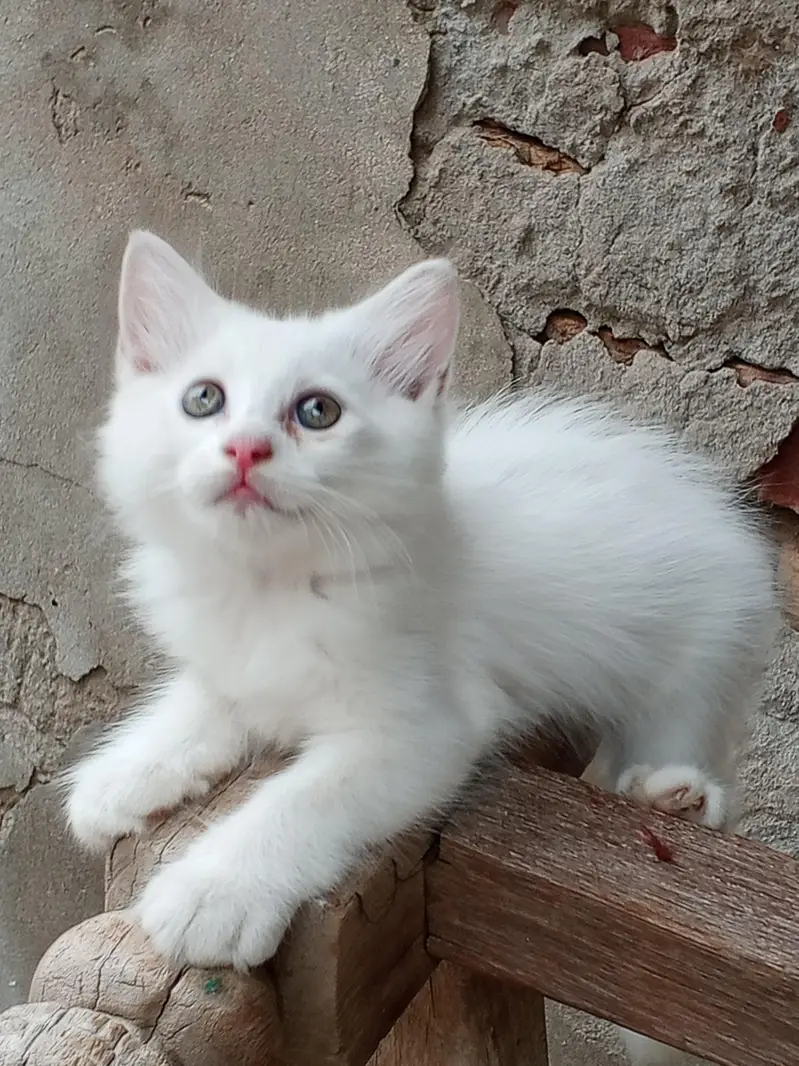 Persian Kitten Pair — photo 3