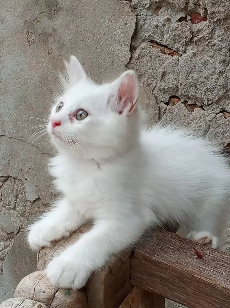 Persian Kitten Pair — photo 4
