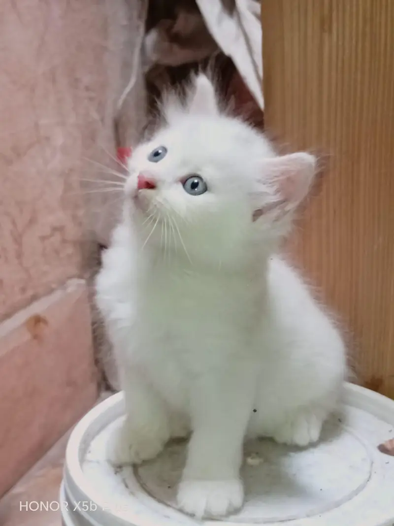 Persian Kitten Pair — photo 5