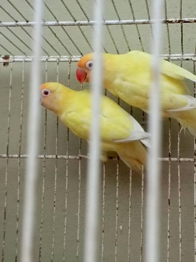 love birds