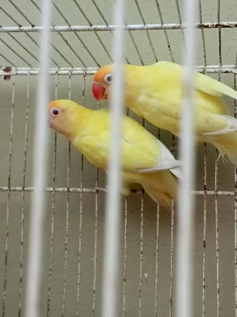 love birds