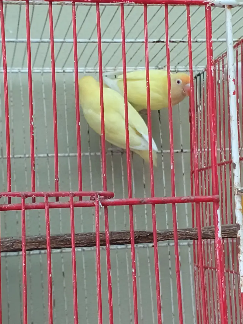 love birds — photo 2