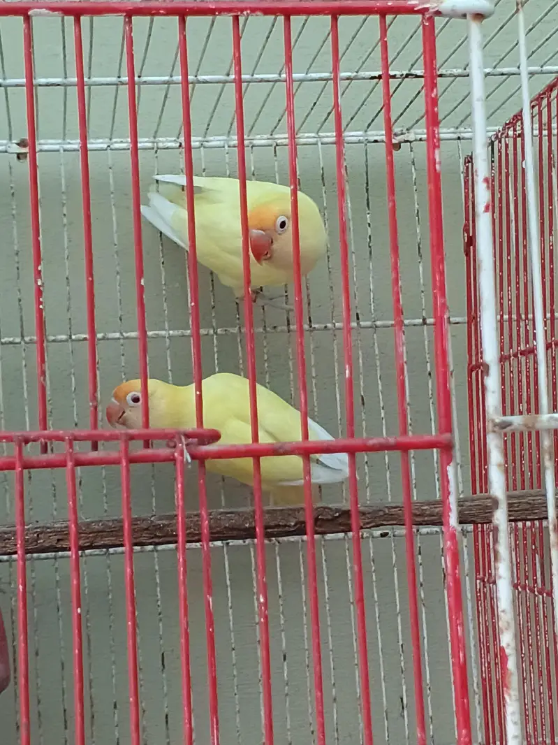love birds — photo 3