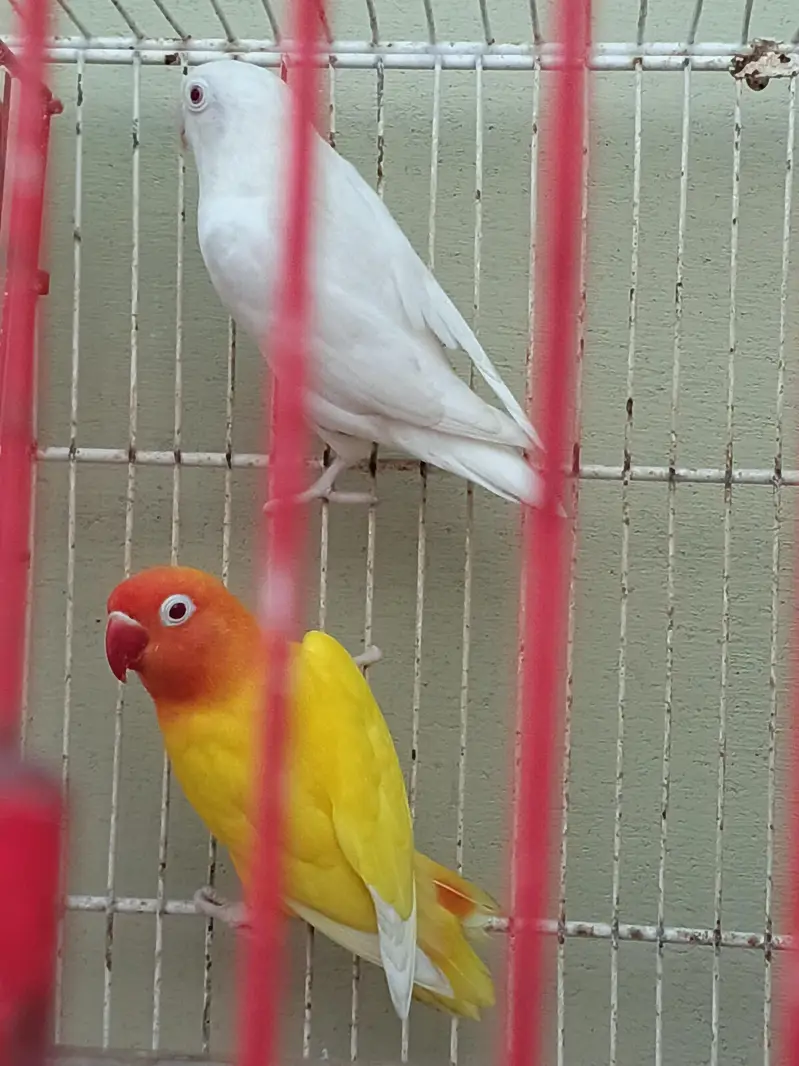 love birds — photo 4