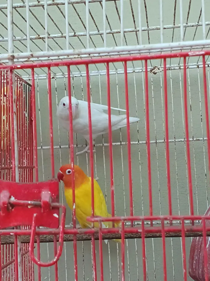 love birds — photo 5