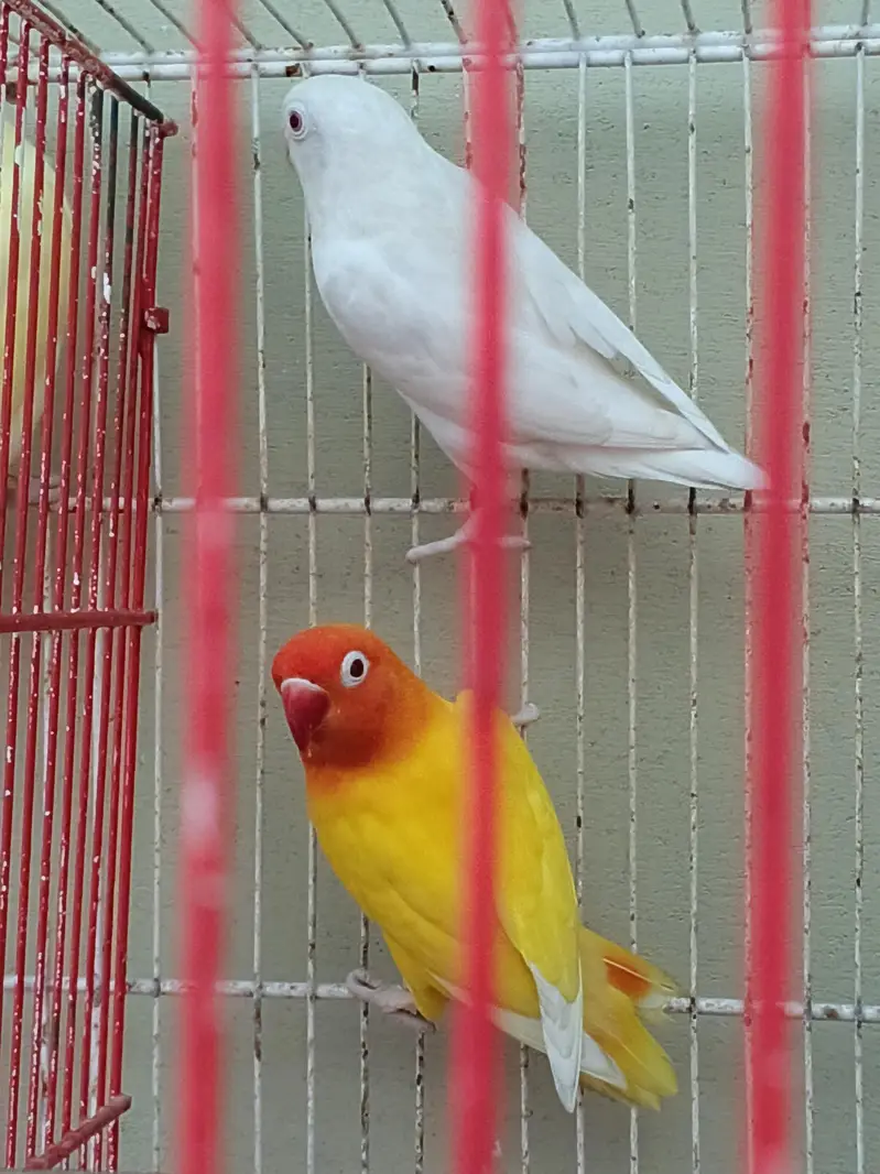 love birds — photo 6
