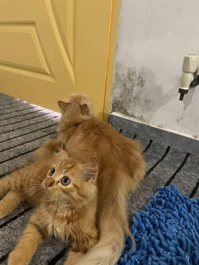 cats dono ak mama hy aur dosra iska bacha hy