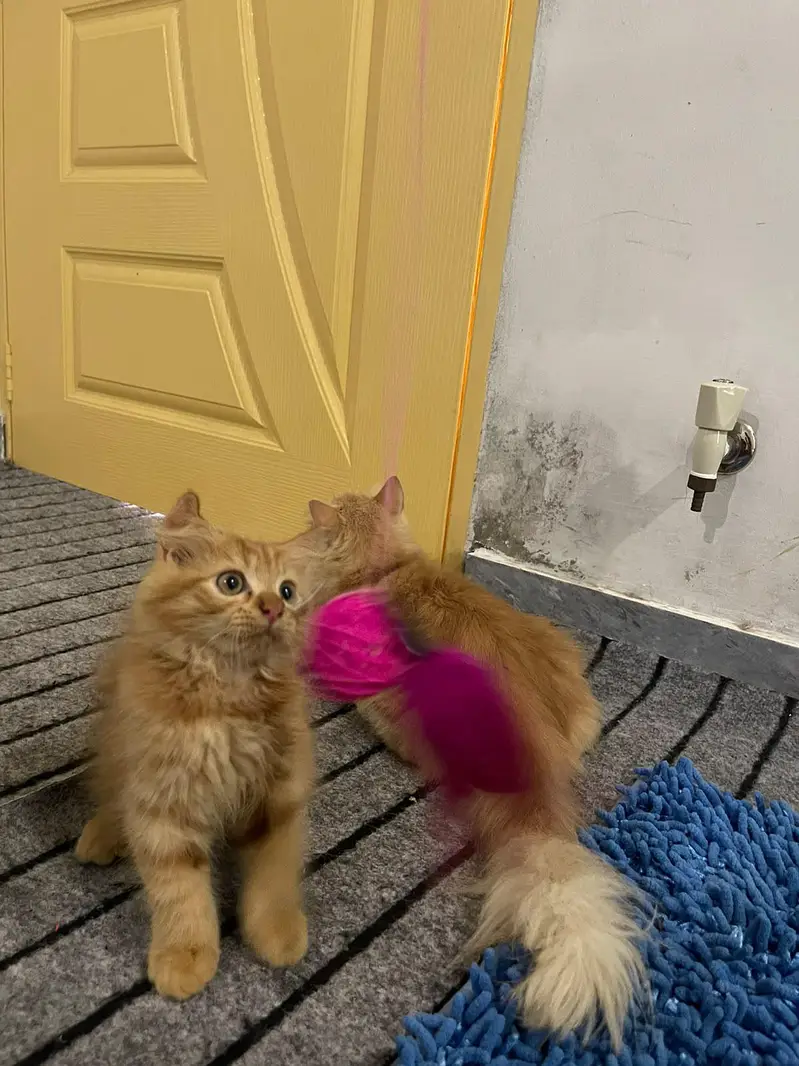 cats dono ak mama hy aur dosra iska bacha hy — photo 2