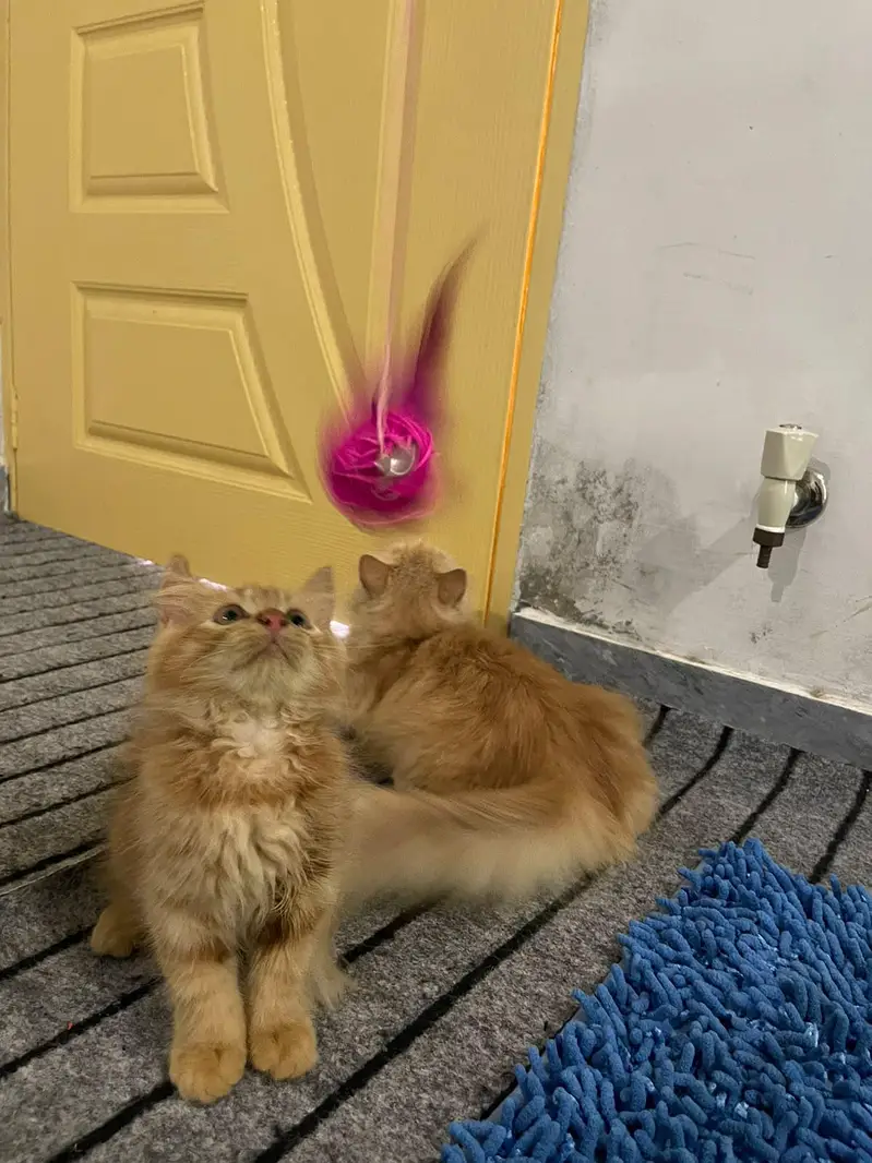 cats dono ak mama hy aur dosra iska bacha hy — photo 3