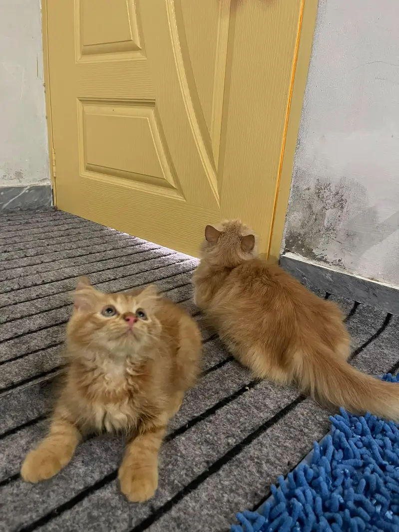cats dono ak mama hy aur dosra iska bacha hy — photo 4