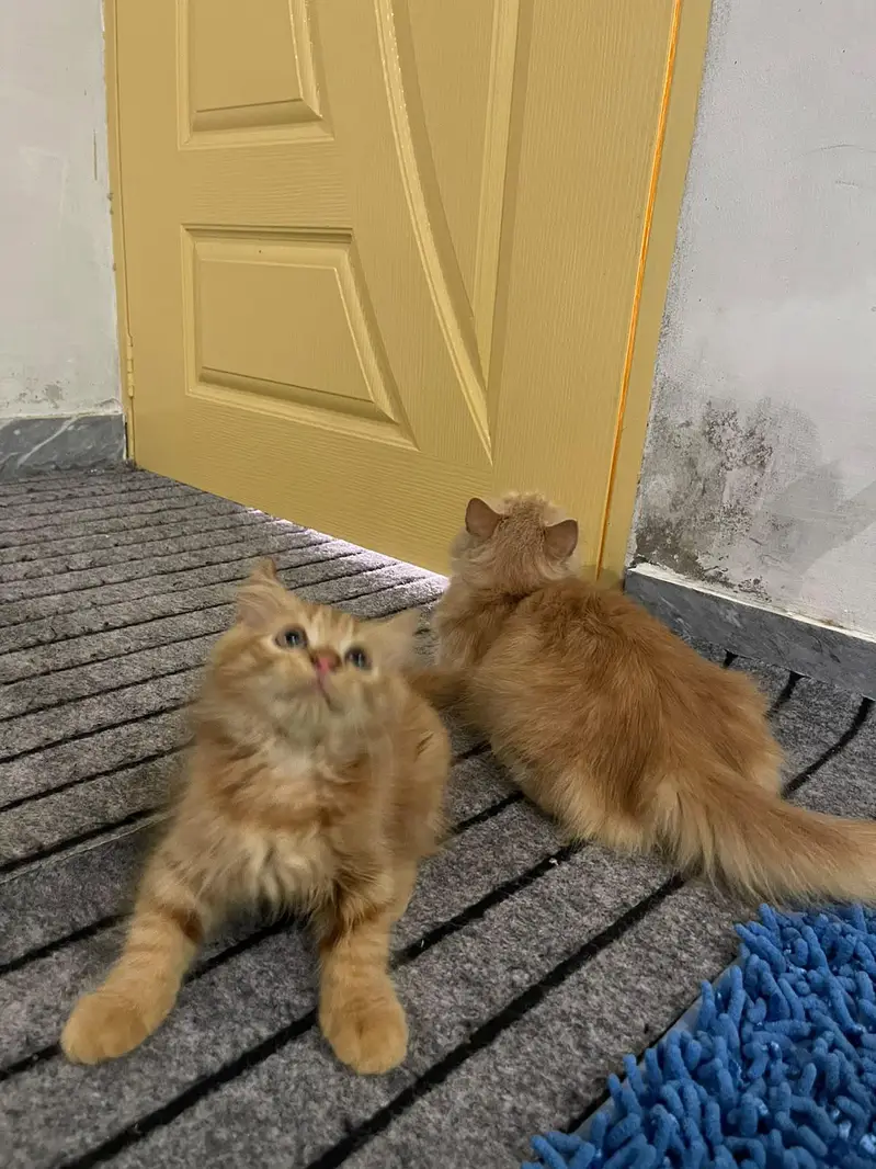 cats dono ak mama hy aur dosra iska bacha hy — photo 6