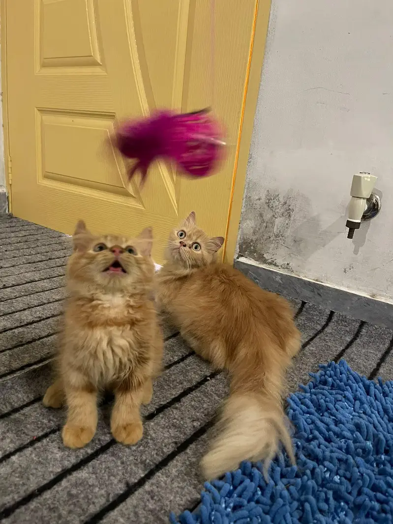 cats dono ak mama hy aur dosra iska bacha hy — photo 7