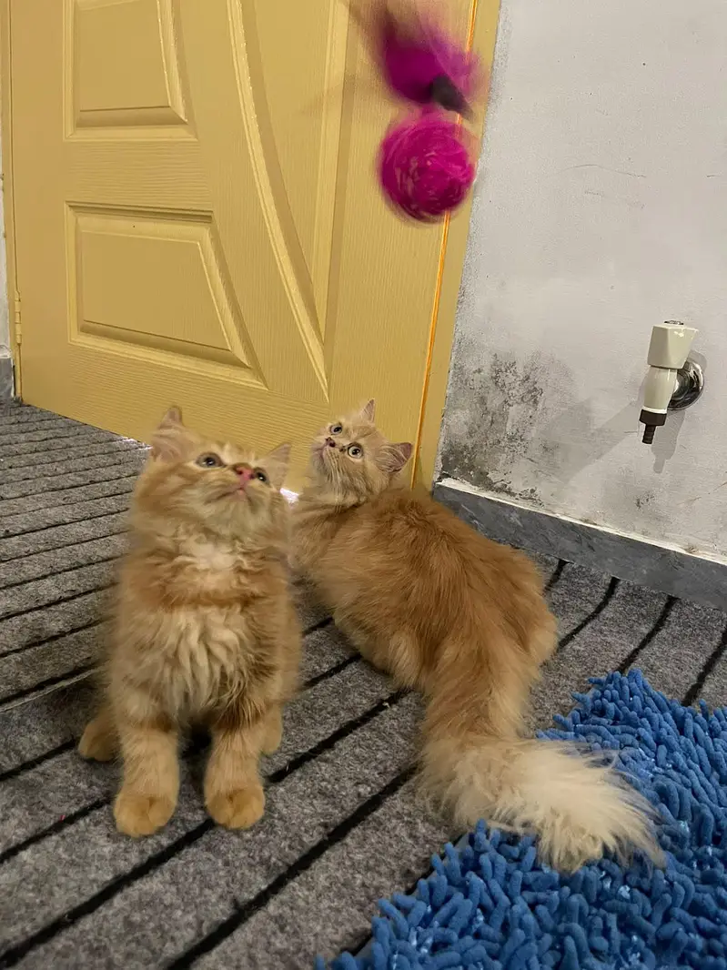cats dono ak mama hy aur dosra iska bacha hy — photo 8