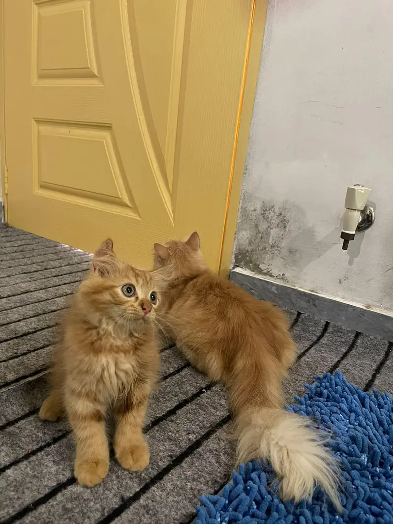 cats dono ak mama hy aur dosra iska bacha hy — photo 10