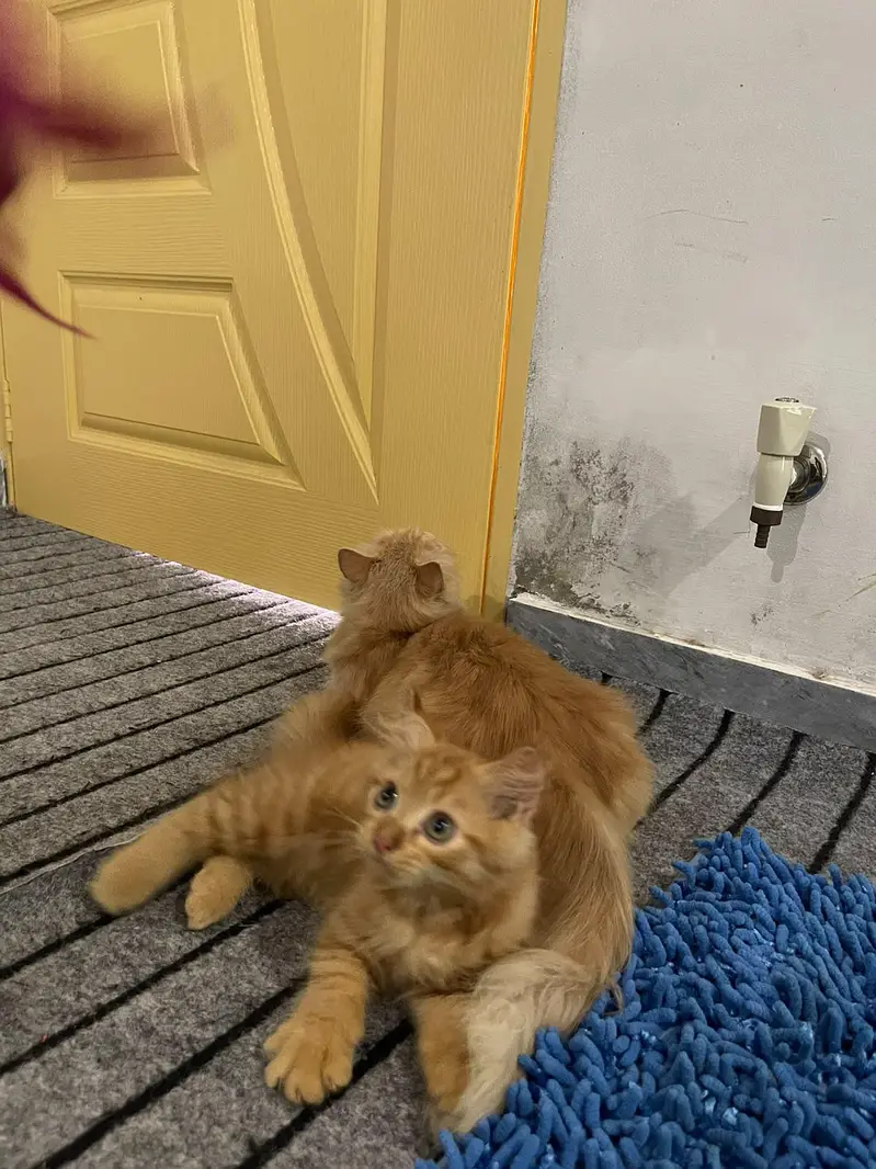 cats dono ak mama hy aur dosra iska bacha hy — photo 11