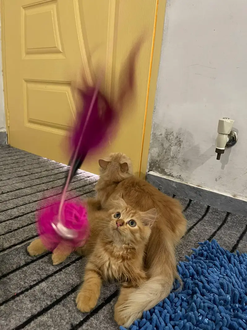 cats dono ak mama hy aur dosra iska bacha hy — photo 12