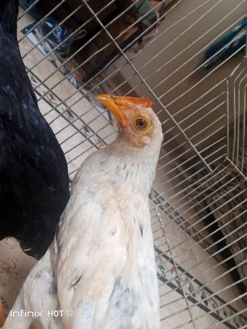 chickens chicks 0