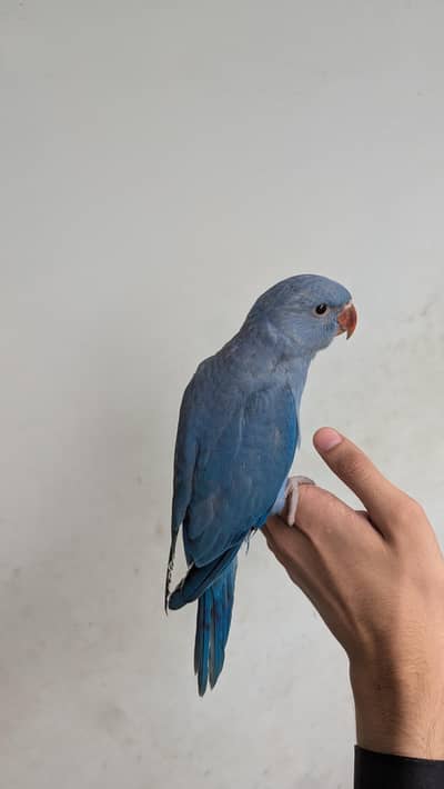 voilet cobalt ringneck parrot chick
